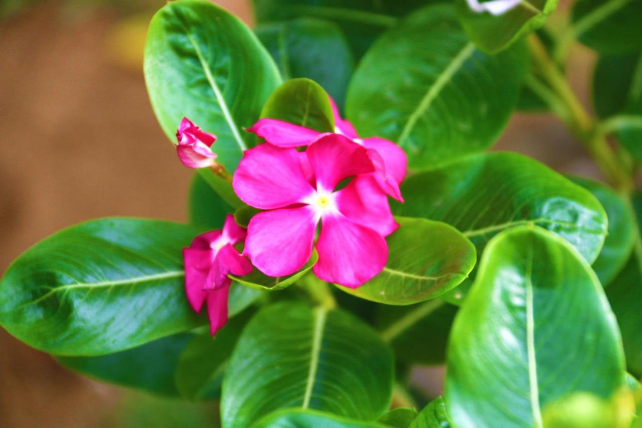 Kudapaduwa A&B Resort Negombo מראה חיצוני תמונה